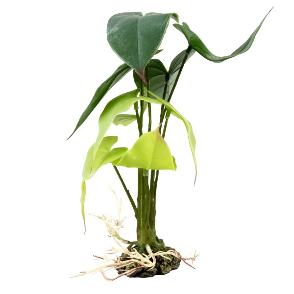 Alocasia Grün S - 15x15x28cm